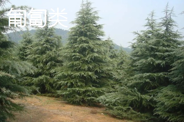 树木有什么种类,分为乔木类、灌木类、藤木类等类型