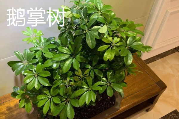 树木有什么种类,分为乔木类、灌木类、藤木类等类型