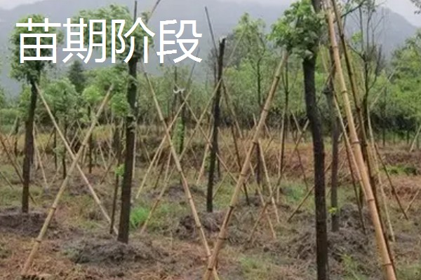 树木有什么种类,分为乔木类、灌木类、藤木类等类型