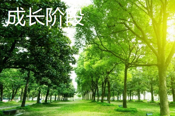 树木有什么种类,分为乔木类、灌木类、藤木类等类型