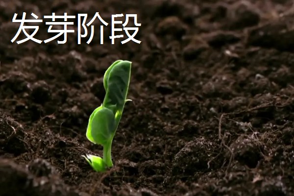 树木有什么种类,分为乔木类、灌木类、藤木类等类型