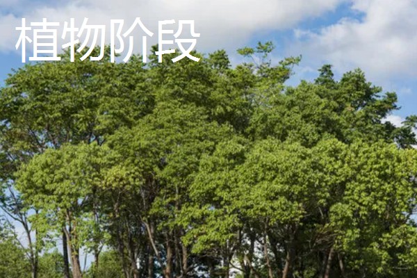树木有什么种类,分为乔木类、灌木类、藤木类等类型