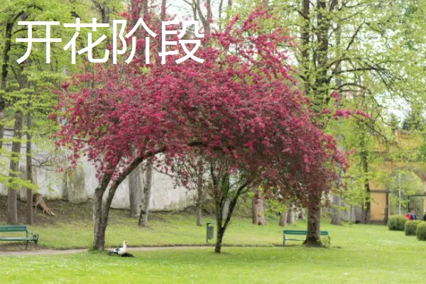 树木有什么种类,分为乔木类、灌木类、藤木类等类型