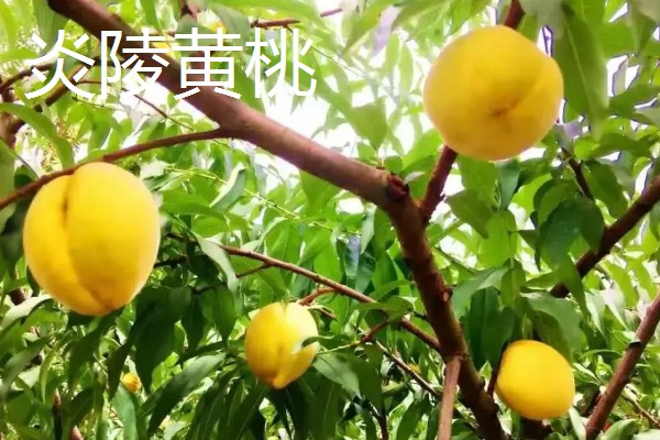 中国的十大桃产区,有炎陵黄桃、奉化水蜜桃等