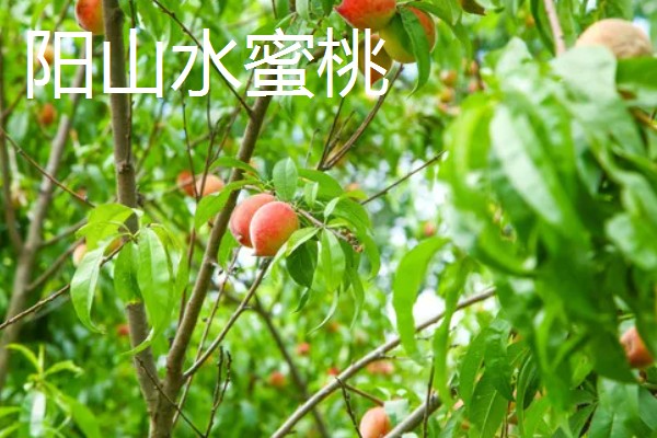 中国的十大桃产区,有炎陵黄桃、奉化水蜜桃等