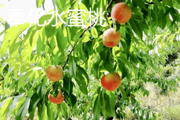 中国的十大桃产区,有炎陵黄桃、奉化水蜜桃等