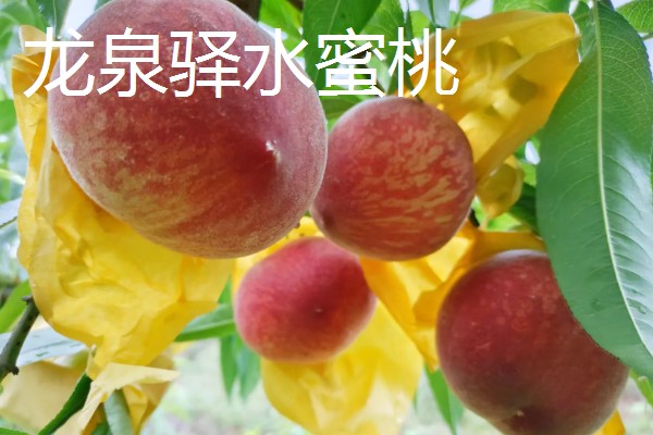 中国的十大桃产区,有炎陵黄桃、奉化水蜜桃等