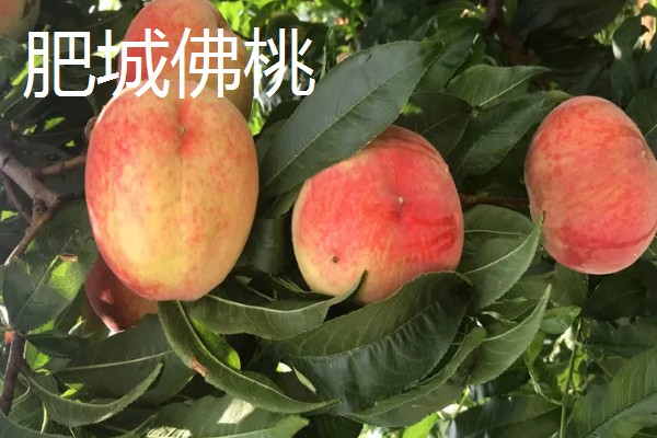 中国的十大桃产区,有炎陵黄桃、奉化水蜜桃等