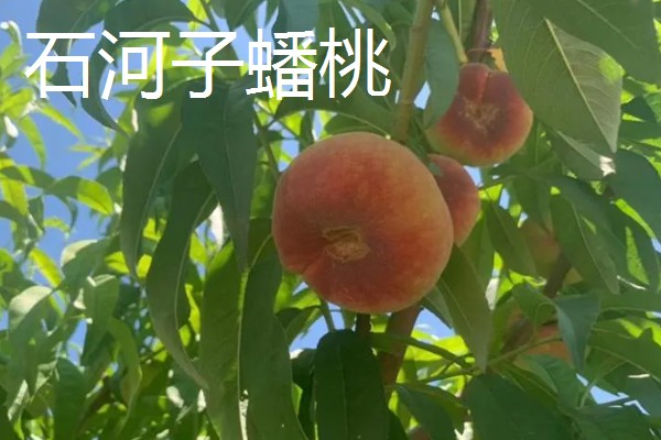 中国的十大桃产区,有炎陵黄桃、奉化水蜜桃等