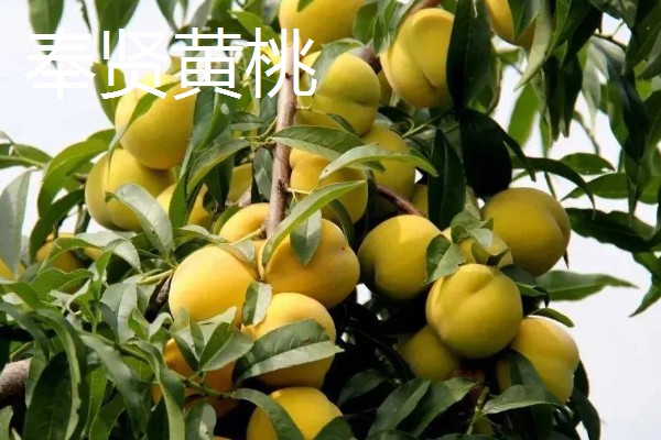 中国的十大桃产区,有炎陵黄桃、奉化水蜜桃等