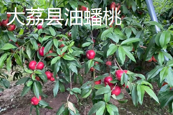 中国的十大桃产区,有炎陵黄桃、奉化水蜜桃等