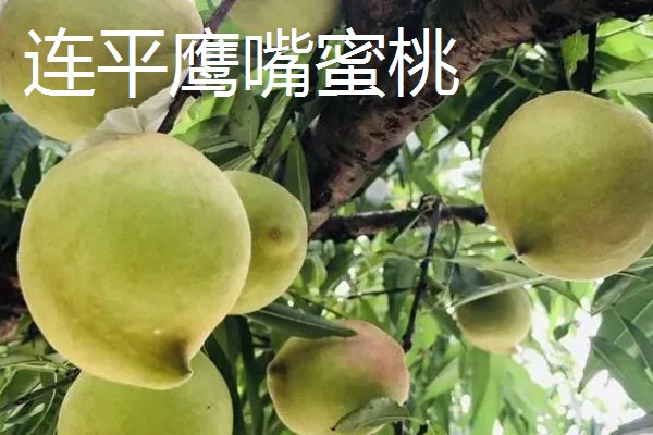 中国的十大桃产区,有炎陵黄桃、奉化水蜜桃等
