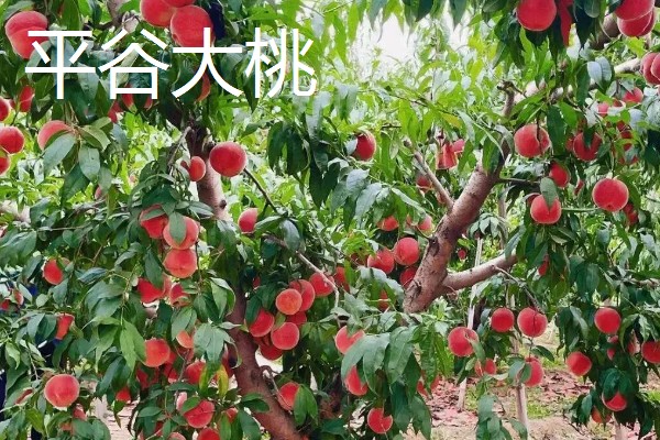 中国的十大桃产区,有炎陵黄桃、奉化水蜜桃等