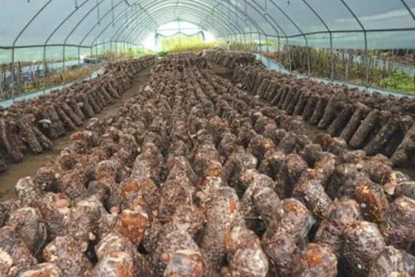 种植食用菌要注意什么,菇棚温度保持在10-18℃左右
