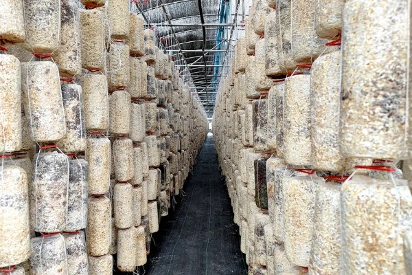 种植食用菌要注意什么,菇棚温度保持在10-18℃左右