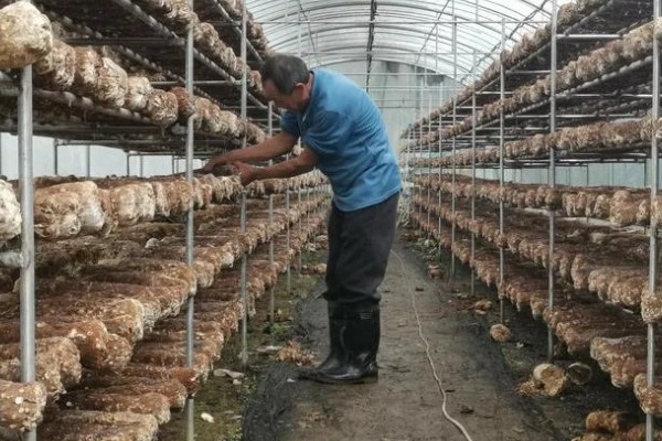 种植食用菌要注意什么,菇棚温度保持在10-18℃左右
