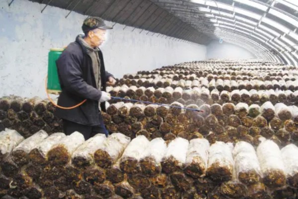 种植食用菌要注意什么,菇棚温度保持在10-18℃左右