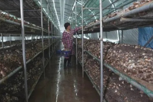 种植食用菌要注意什么,菇棚温度保持在10-18℃左右