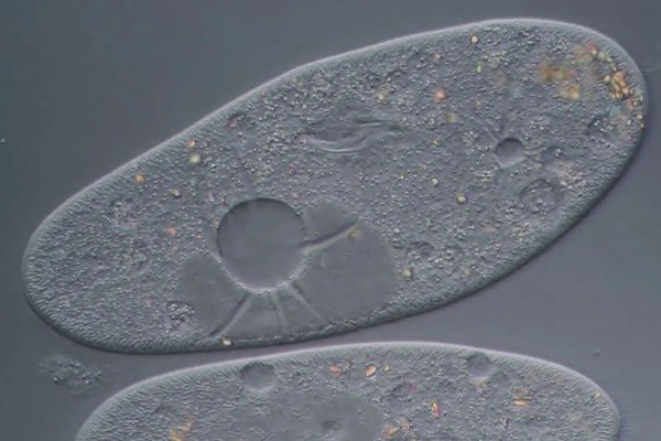 草履虫属于哪种生物,是一种单细胞雌雄同体的动物