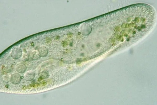 草履虫属于哪种生物,是一种单细胞雌雄同体的动物