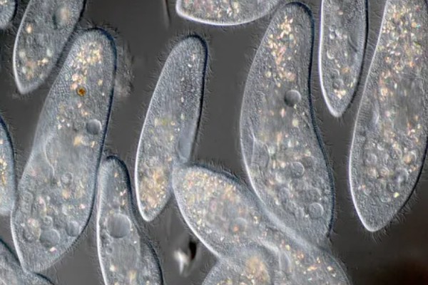草履虫属于哪种生物,是一种单细胞雌雄同体的动物