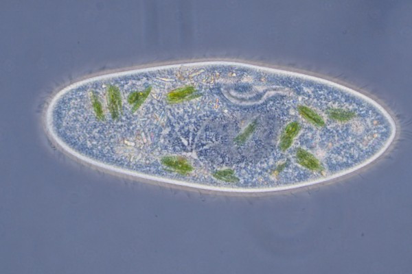 草履虫属于哪种生物,是一种单细胞雌雄同体的动物