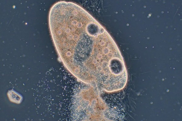 草履虫属于哪种生物,是一种单细胞雌雄同体的动物
