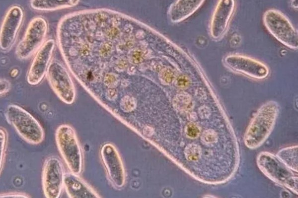 草履虫属于哪种生物,是一种单细胞雌雄同体的动物