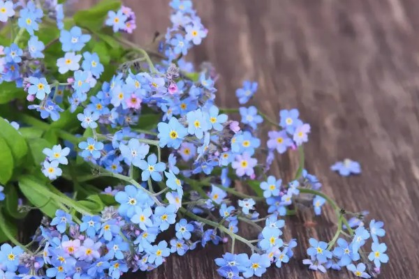 勿忘我的花语,寓意永恒的爱、浓情厚谊等