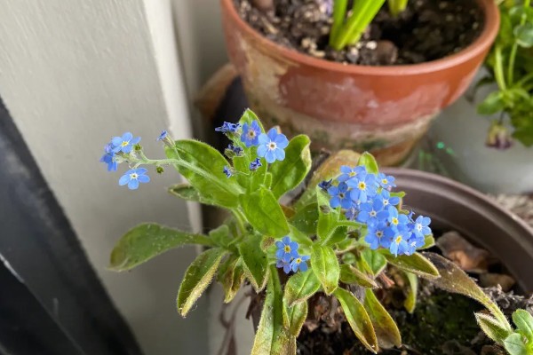 勿忘我的花语,寓意永恒的爱、浓情厚谊等