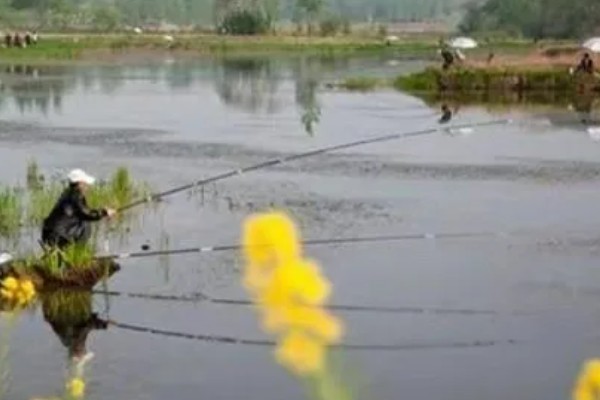 开春适合什么时候钓鲤鱼，最适温度21-27℃