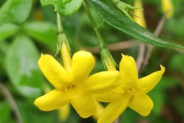 探春花多少度才能越冬，最低耐寒温度为0℃