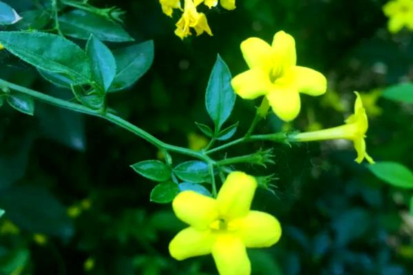 探春花多少度才能越冬，最低耐寒温度为0℃