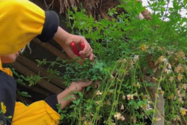 探春花多少度才能越冬，最低耐寒温度为0℃