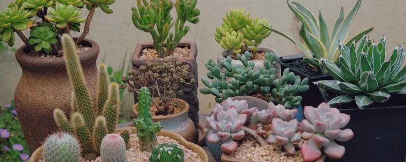 如何养多肉，每隔3-5天浇水一次