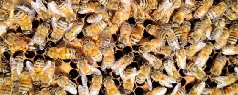 意蜂是什么，是意大利蜜蜂的简称