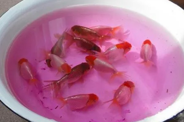 高锰酸钾有什么作用,可以防治猝倒病、立枯病等病害