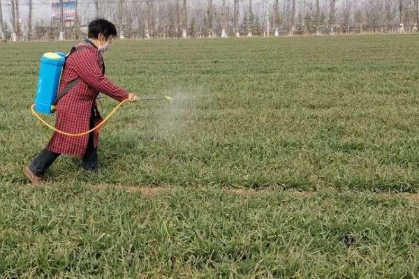 高锰酸钾有什么作用,可以防治猝倒病、立枯病等病害