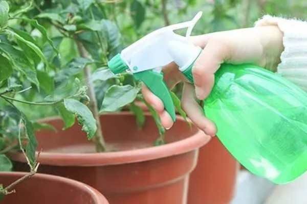 高锰酸钾有什么作用,可以防治猝倒病、立枯病等病害