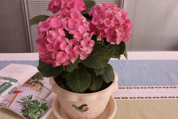 绣球花如何扦插，要剪取老株上新萌发出的侧枝扦插