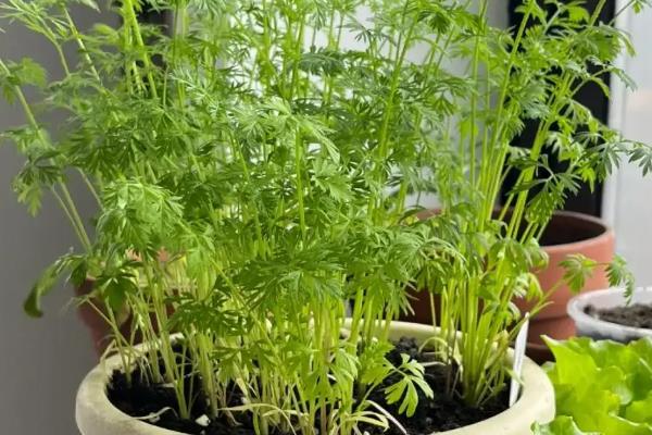 怎么种植长出叶子的胡萝卜，根系要完全栽入土壤中