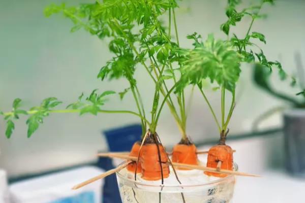 怎么种植长出叶子的胡萝卜，根系要完全栽入土壤中