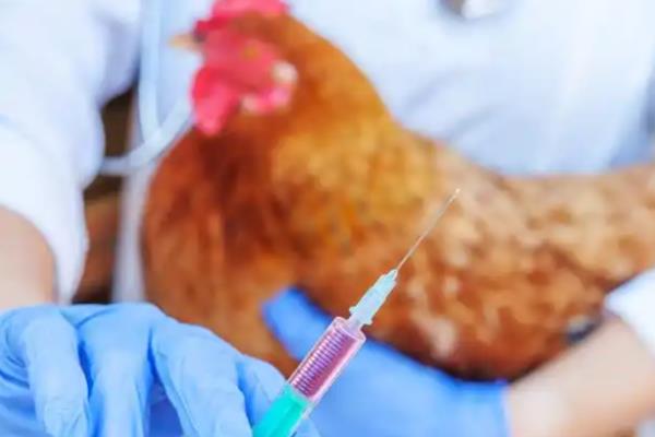 鸡打针位置,肌肉注射位置是胸肌、翅膀肌肉等地方