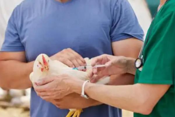 鸡打针位置,肌肉注射位置是胸肌、翅膀肌肉等地方