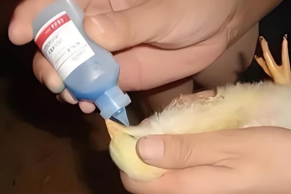 鸡打针位置,肌肉注射位置是胸肌、翅膀肌肉等地方