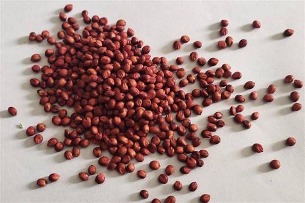 高丹草一亩地需多少种子,需种子3-4kg