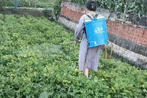 毒死蜱是哪类农药,属于广谱的有机磷杀虫剂