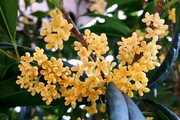 桂花的象征品质,寓意低调内敛、默默付出等