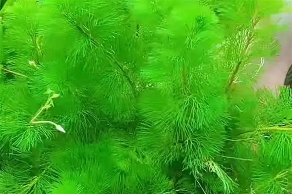 绿菊水草的养殖方法,提供光照才能进行光合作用