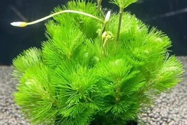 绿菊水草的养殖方法,提供光照才能进行光合作用